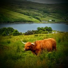 Highland cow, Écosse